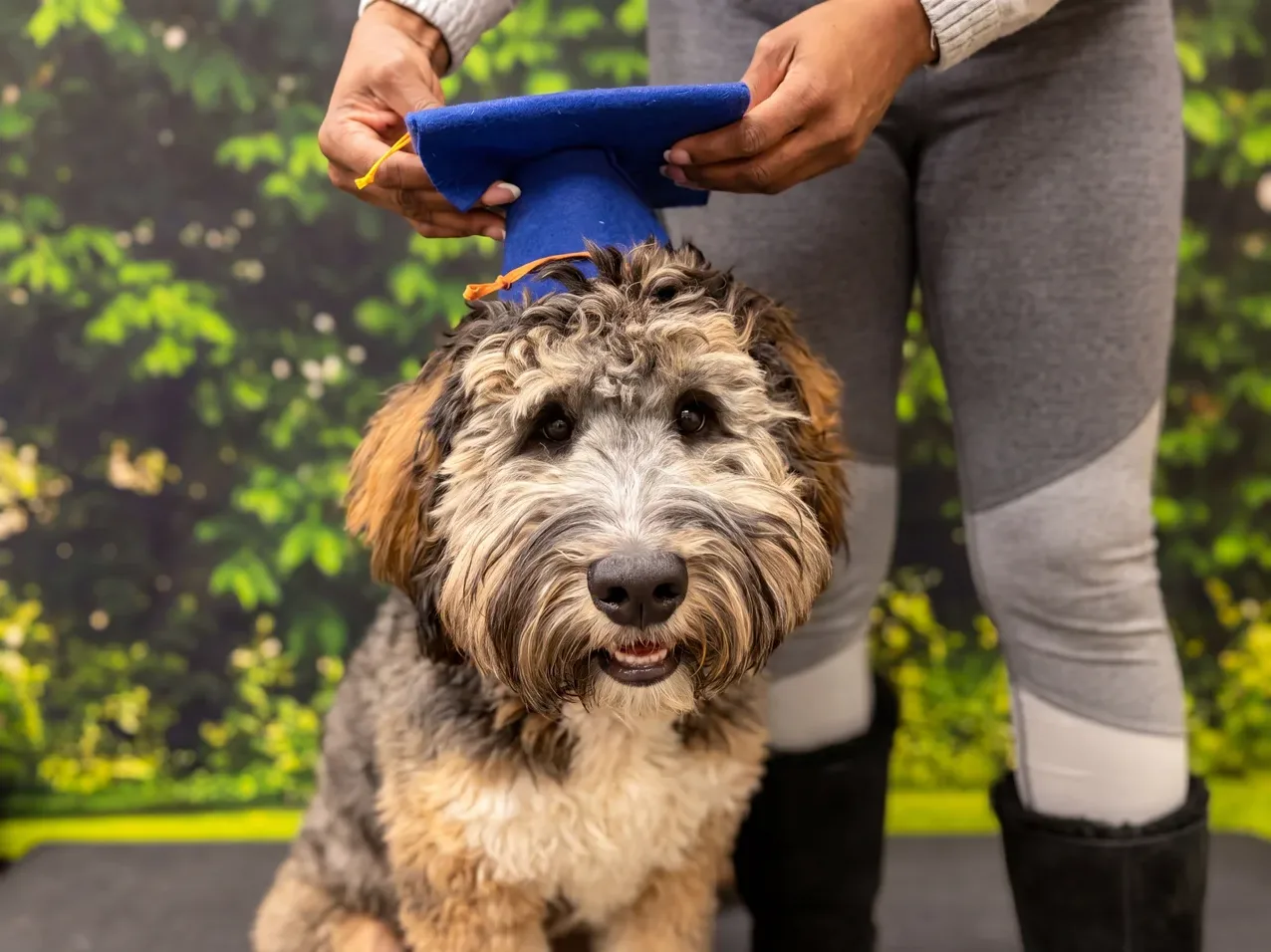 In-Home Dog Training