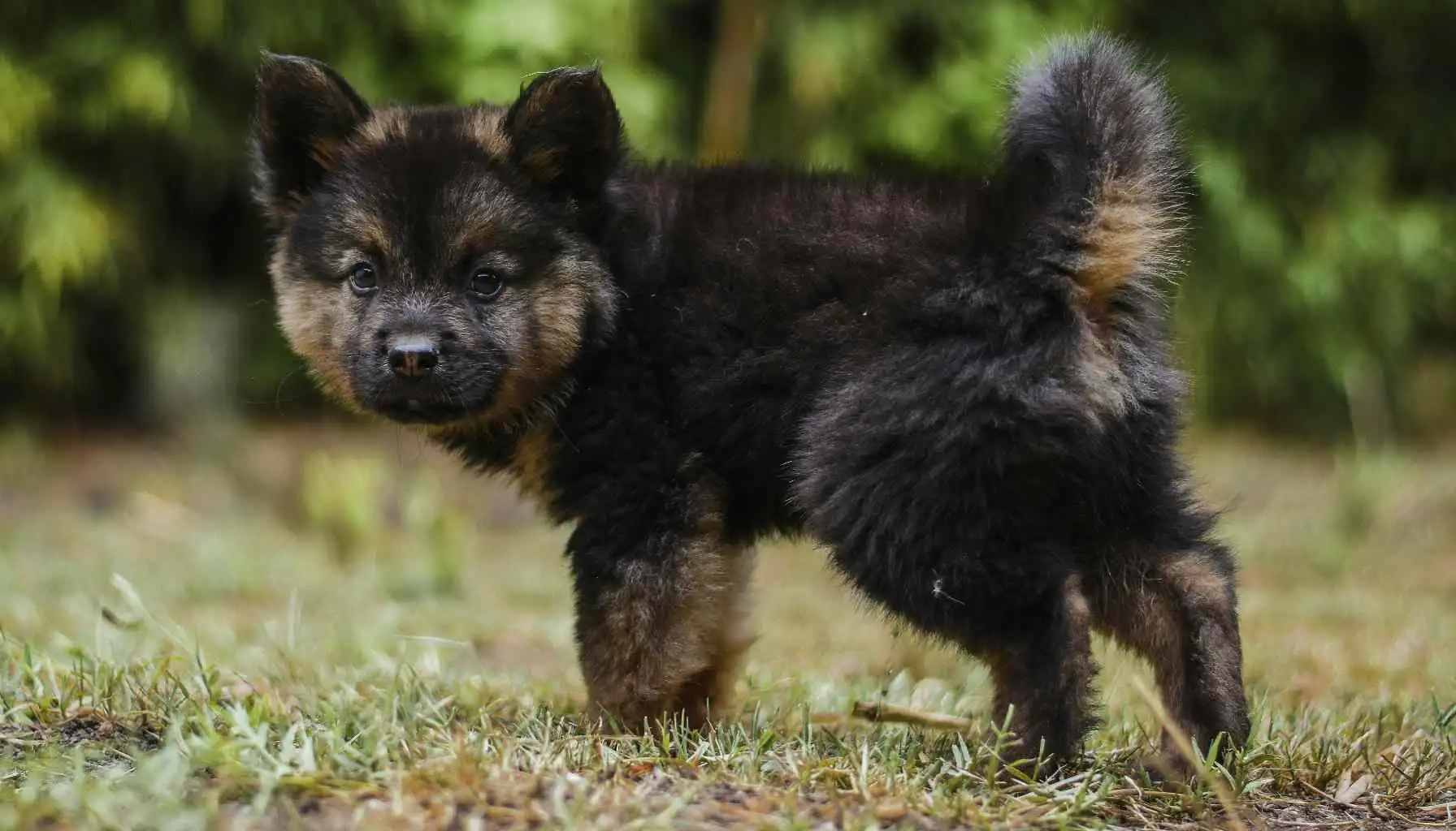 WHY CHOOSE OUR PROFESSIONAL DOG TRAINING SERVICES?