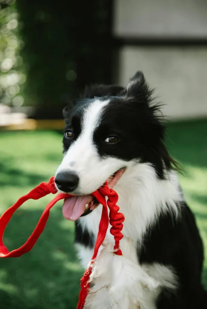 Dog sitting in a backyard and holding a red leash in its mouth while doing a board and train in Frisco TX