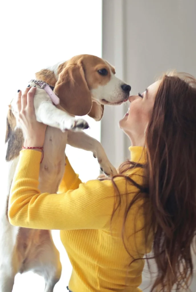 A beagle sniffing its owners face while undergoing diabetic alert dog training with Good Dog Lady.