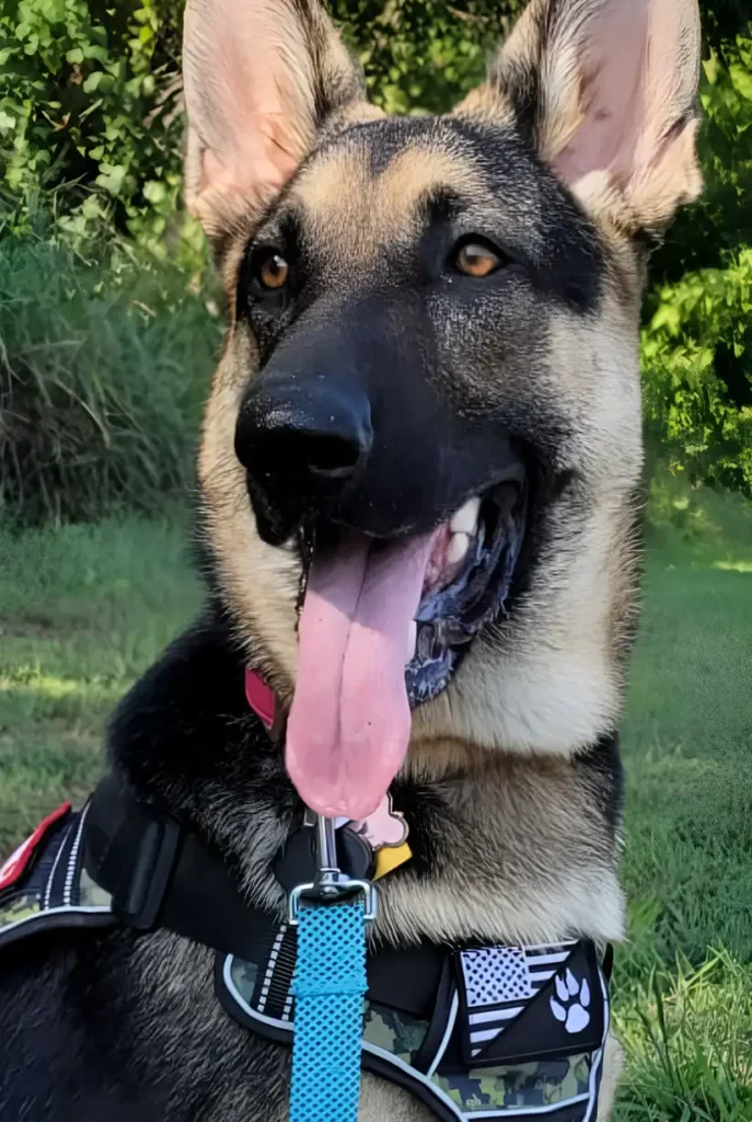 German Shepherd sitting down while doing service dog training in Frisco TX with the Good dog lady