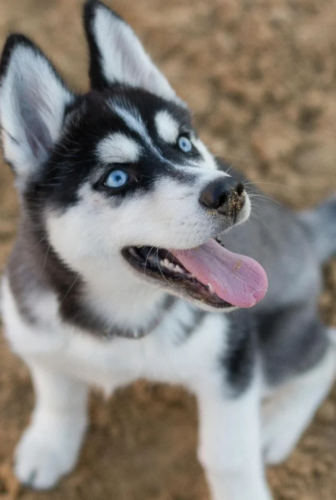 A husky sitting and smiling while playing in his yard. The husky is currently getting pet sitting in Frisco TX from Good Dog Lady.